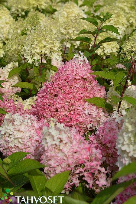 Hydrangea paniculata Smhppinka [Pinkachu] syyshortensia japaninhortensia PT.jpg